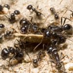 Ants