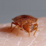 Bed Bug