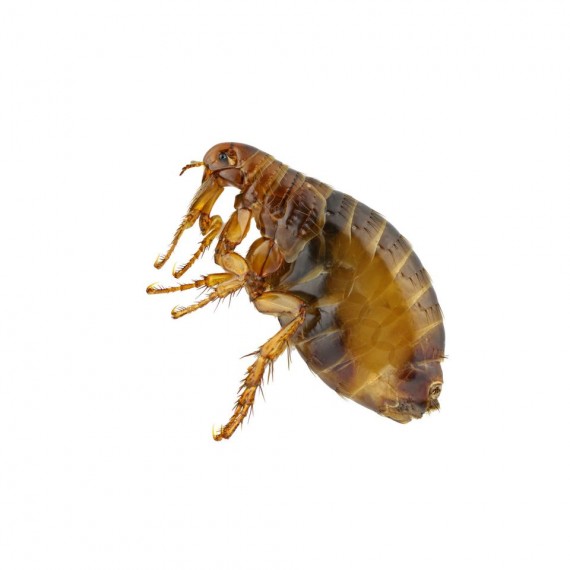 Fleas