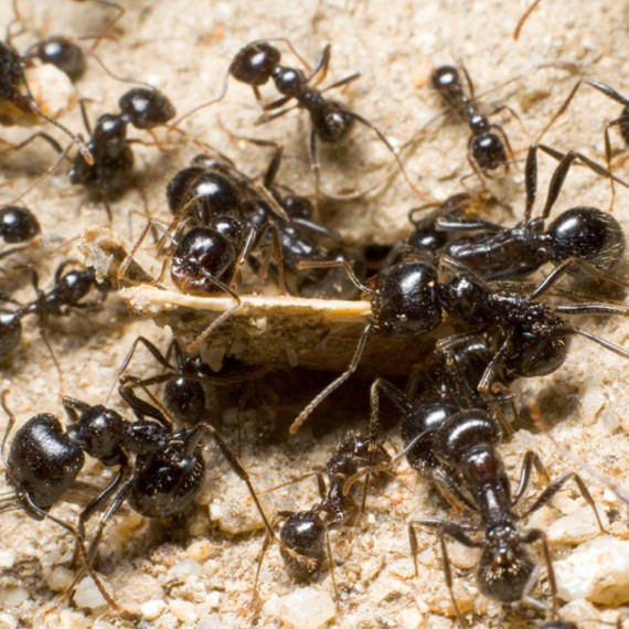 Ants