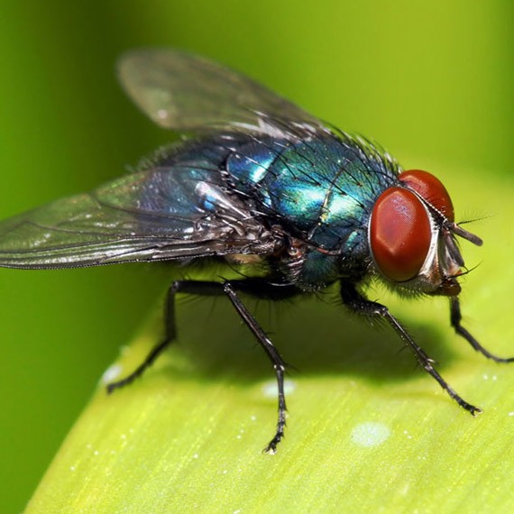 Flies