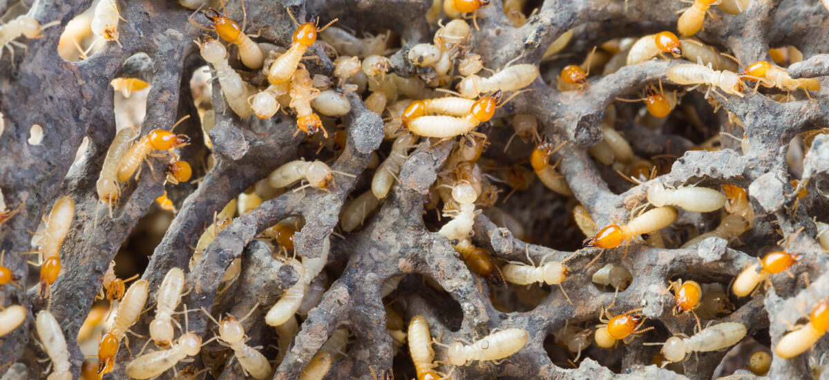 Termite Control